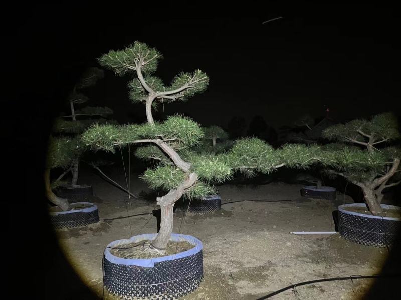 造型黑松