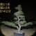 造型黑松