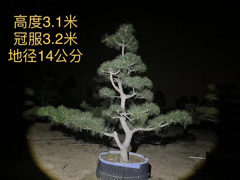 造型黑松