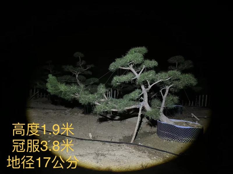 造型黑松