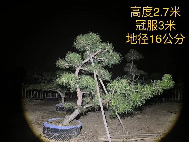 造型黑松