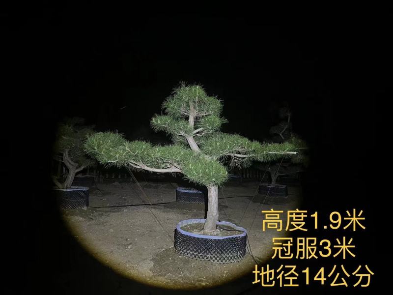 造型黑松