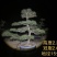 造型黑松