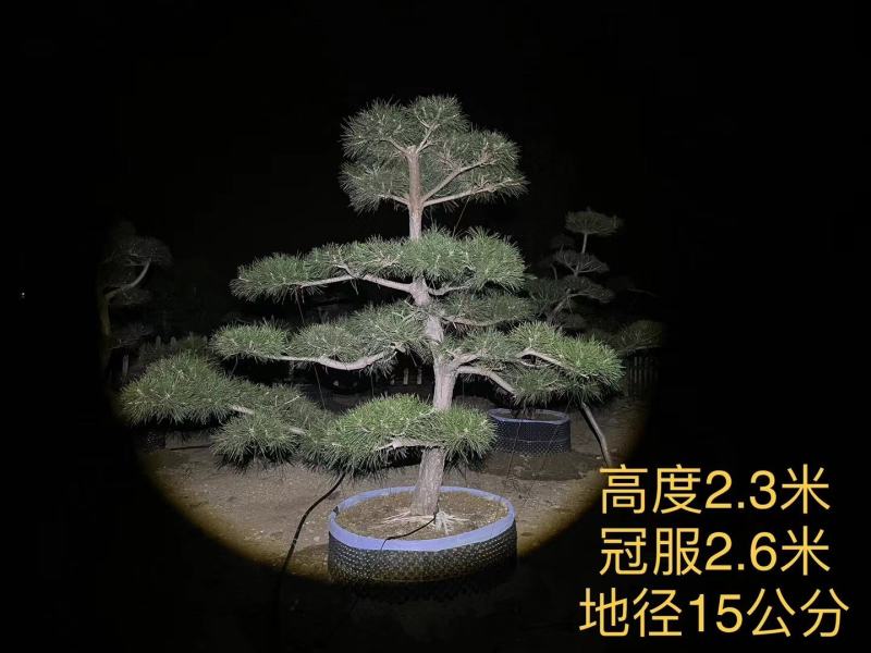 造型黑松
