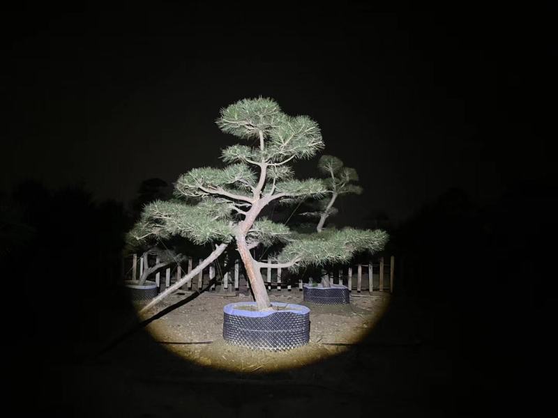 造型黑松