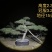 造型黑松