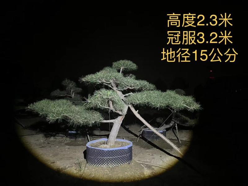 造型黑松