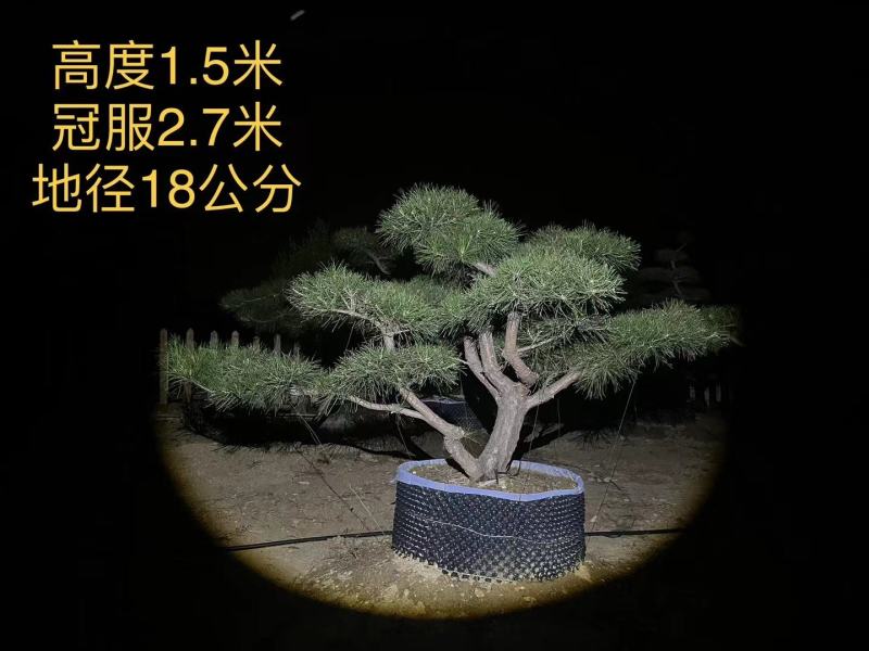 造型黑松