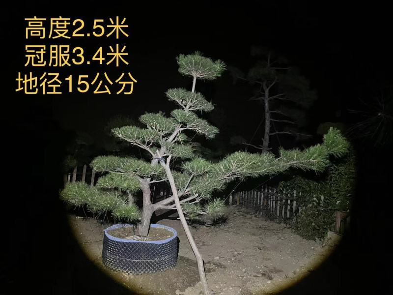 造型黑松