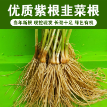 【推荐】优质韭菜根苗河北基地直供货发全国欢迎来电
