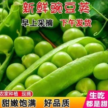 精品豌豆荚产地一手货源颗粒饱满量大从优欢迎订购