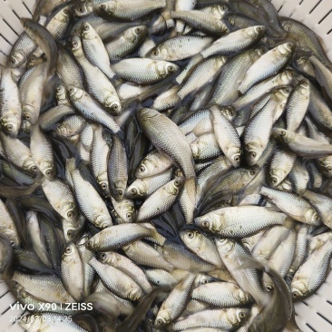 鲫鱼苗中科5号鲫鱼苗工程鲫鱼苗大板鲫鱼苗淡水食用鲫鱼