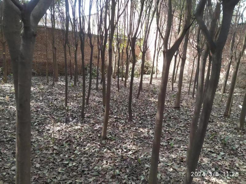 大叶女贞，5-8公分，200颗