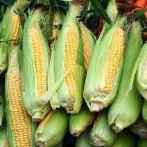 专业代收代卖太阳花甜玉米，电商货市场全国发货