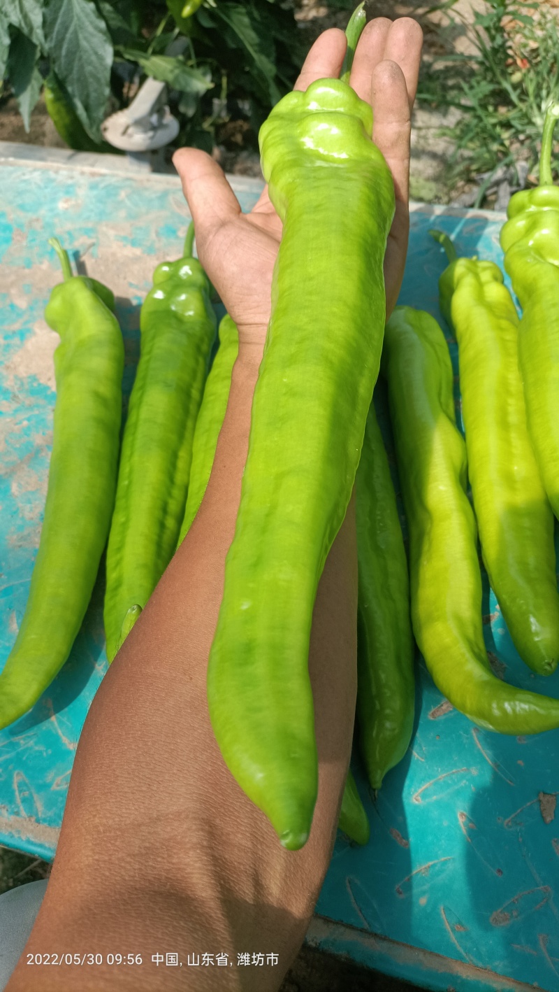 水果小黄瓜，辣椒