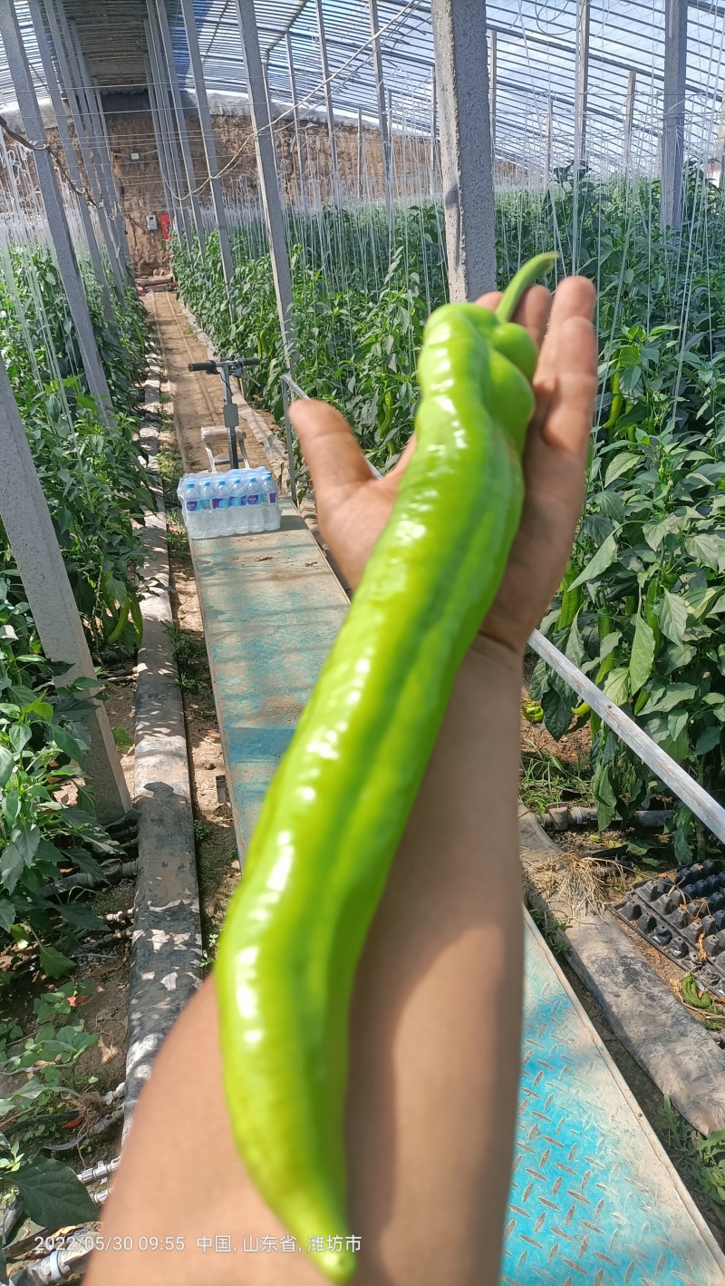 水果小黄瓜，辣椒