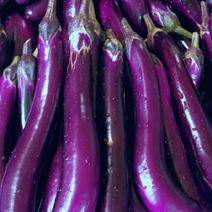 茄子紫长茄圆茄专业代卖发货市场农户种植户欢迎来电