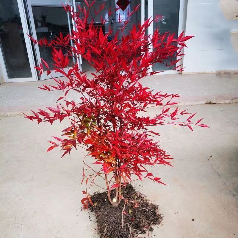 南天竹树苗红天竺盆栽红天竹苗火焰红叶植物观叶庭院耐寒绿化