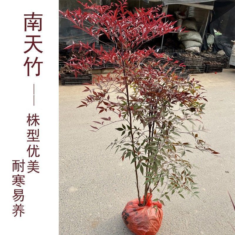南天竹树苗红天竺盆栽红天竹苗火焰红叶植物观叶庭院耐寒绿化