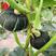 黑贝南瓜种子小贝贝南瓜籽适合早春保护地栽培甜面香