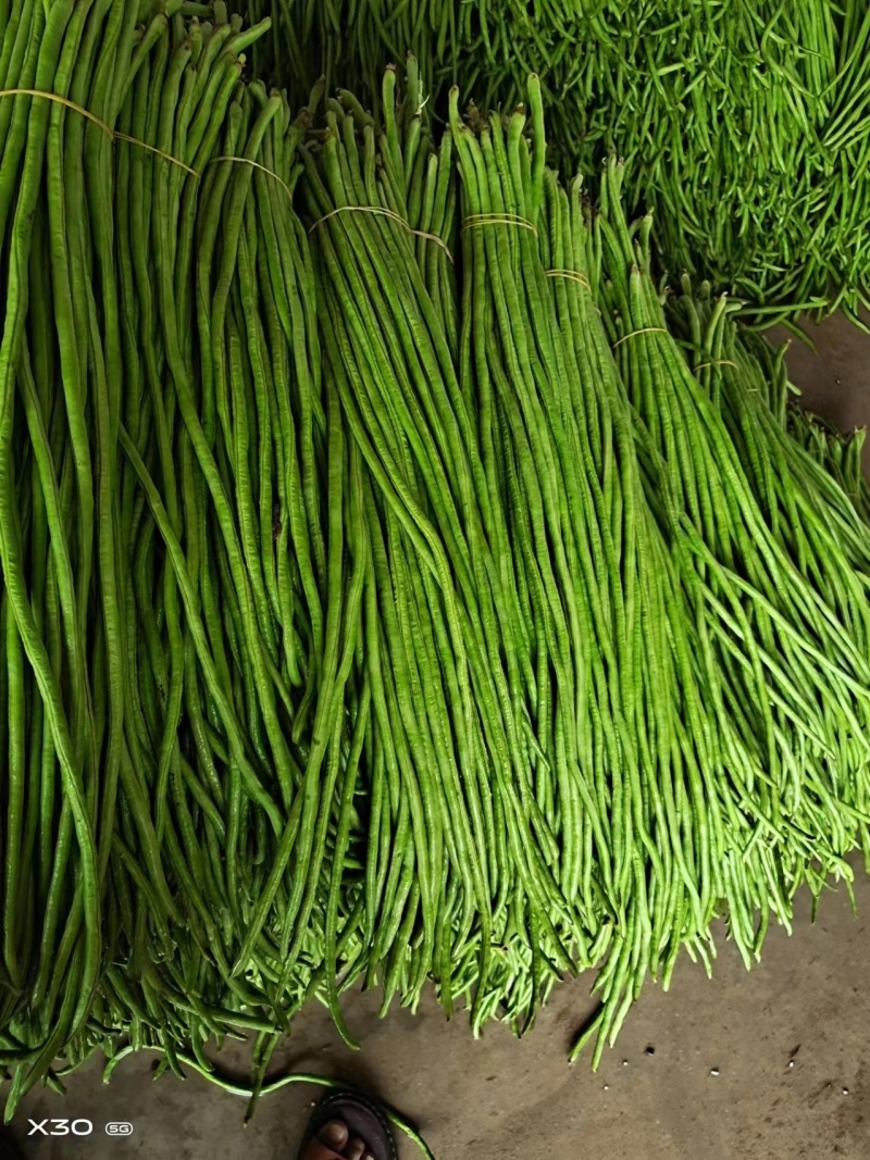 云南建水豆角，长豆角，产地一手货源，大量供应，质量保证
