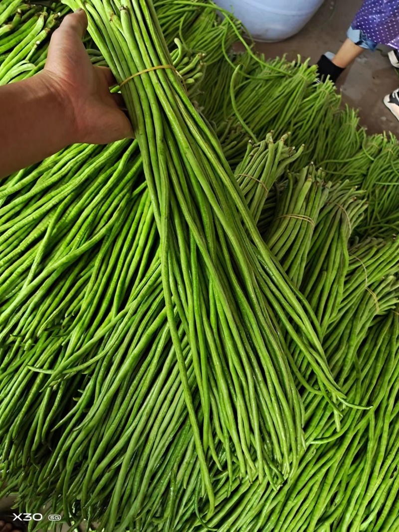 云南建水豆角，长豆角，产地一手货源，大量供应，质量保证