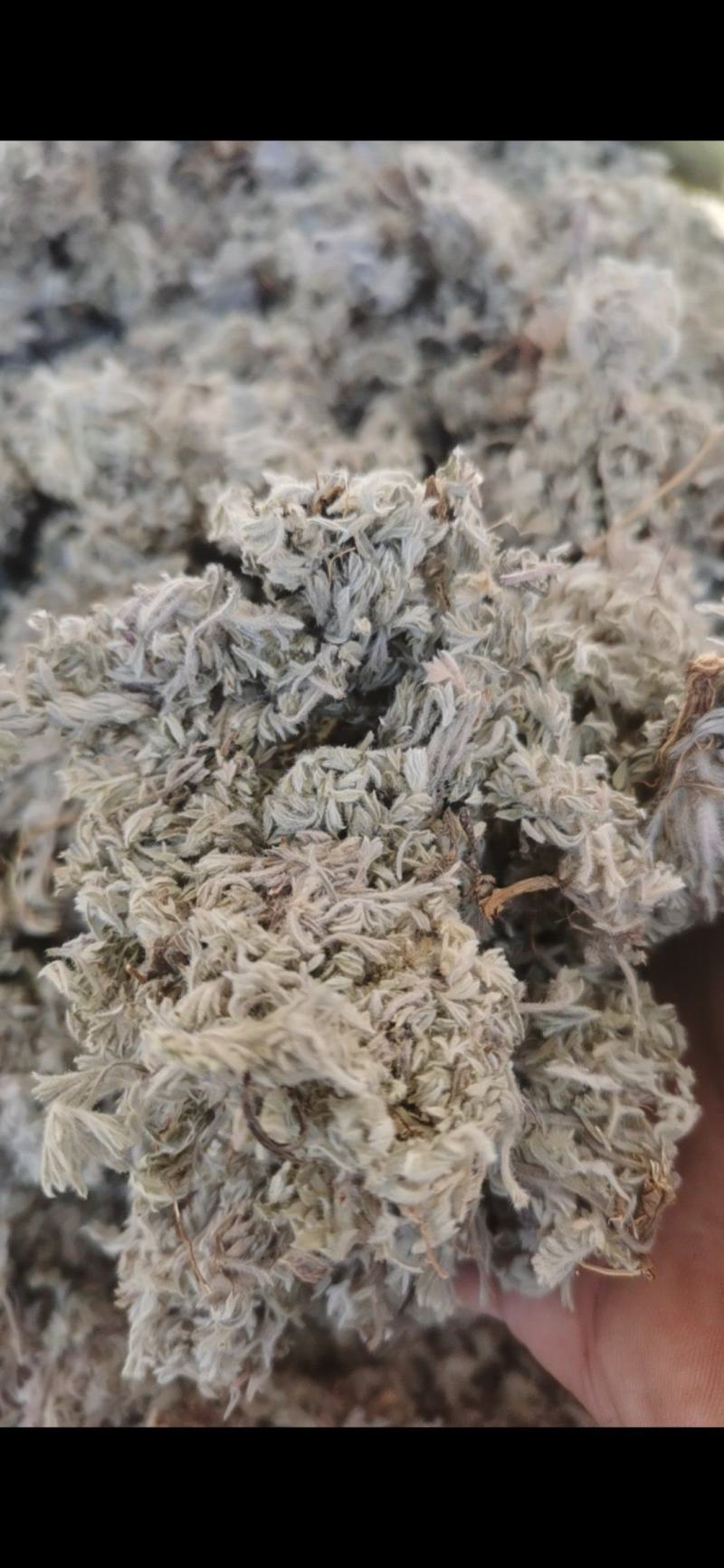 茵陈新货茵陈泽润中药批发零售各种中药