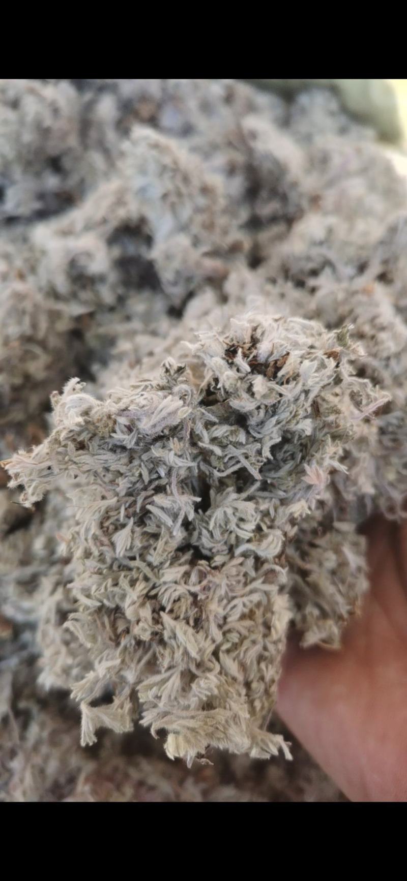 茵陈新货茵陈泽润中药批发零售各种中药