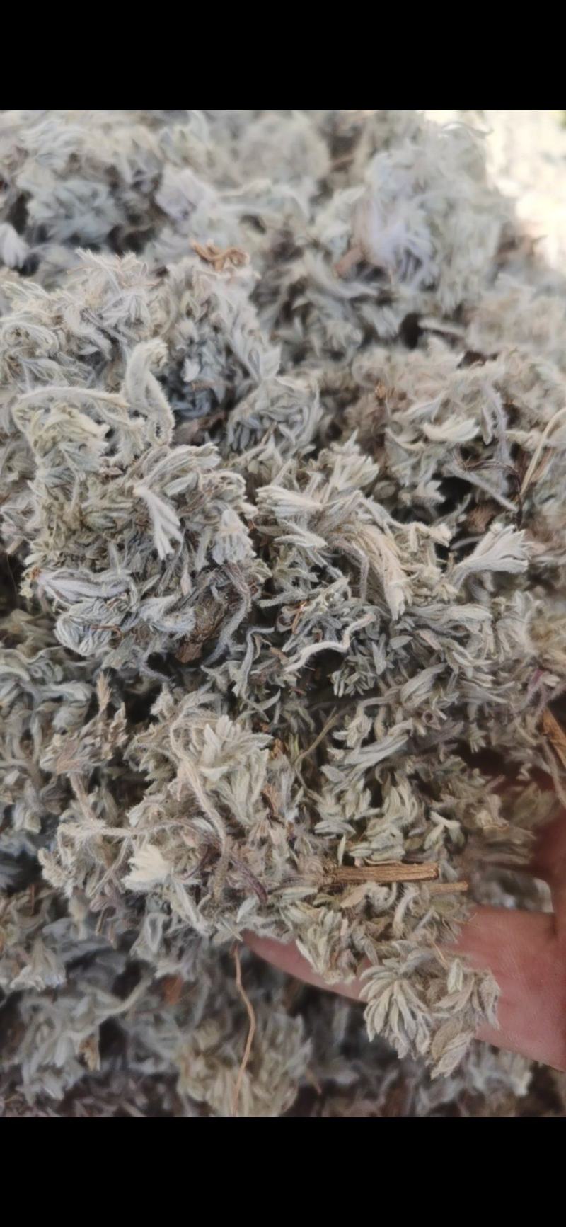 茵陈新货茵陈泽润中药批发零售各种中药