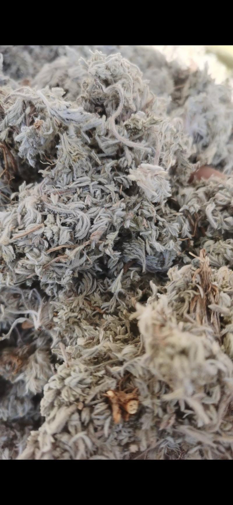 茵陈新货茵陈泽润中药批发零售各种中药