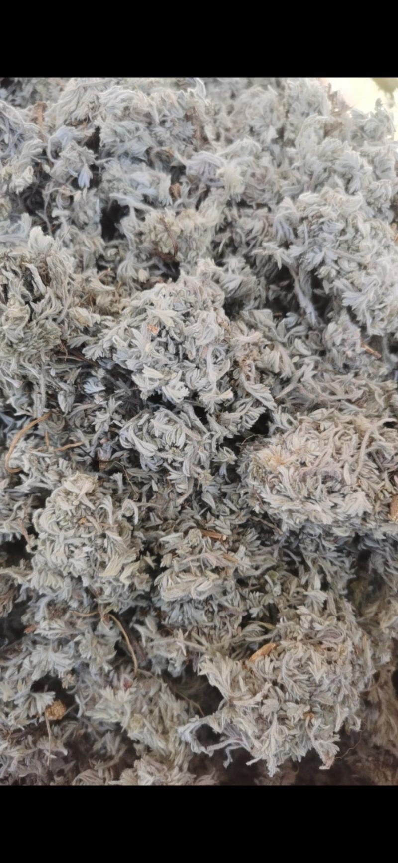 茵陈新货茵陈泽润中药批发零售各种中药