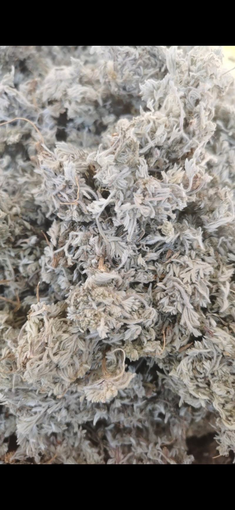 茵陈新货茵陈泽润中药批发零售各种中药
