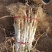 山西万荣长白大葱大量上市直径3cm左右葱杆40cm以上