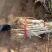 山西万荣长白大葱大量上市直径3cm左右葱杆40cm以上
