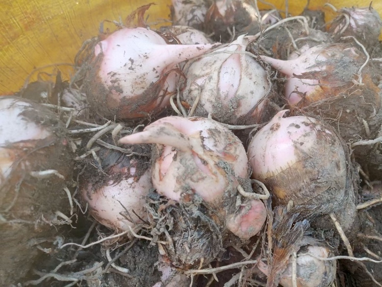 红菜苔营养成分图表展示 红菜苔营养成分表