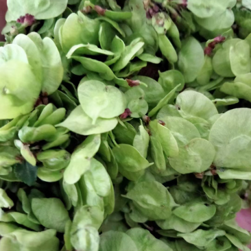 特菜野菜
