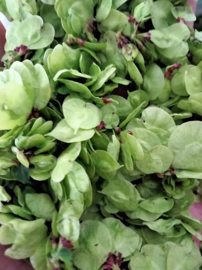 特菜野菜