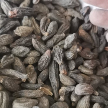 青果西青果泽润中药批发零售各种中药材