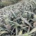 【精品菠萝】香水菠萝小菠萝大量供应,新鲜采摘对接全国市场