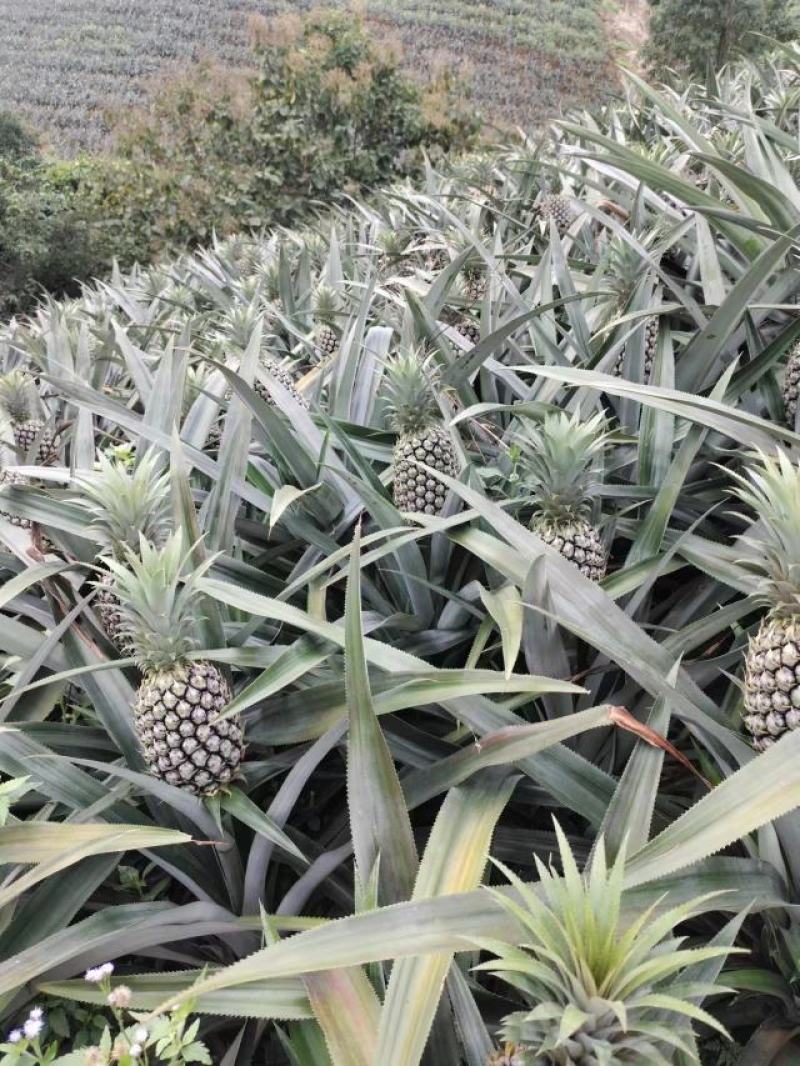 【精品菠萝】香水菠萝小菠萝大量供应，新鲜采摘对接全国市场