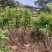 复绿非洲茉莉基地直销规格齐全质量优欢迎来电咨询合作