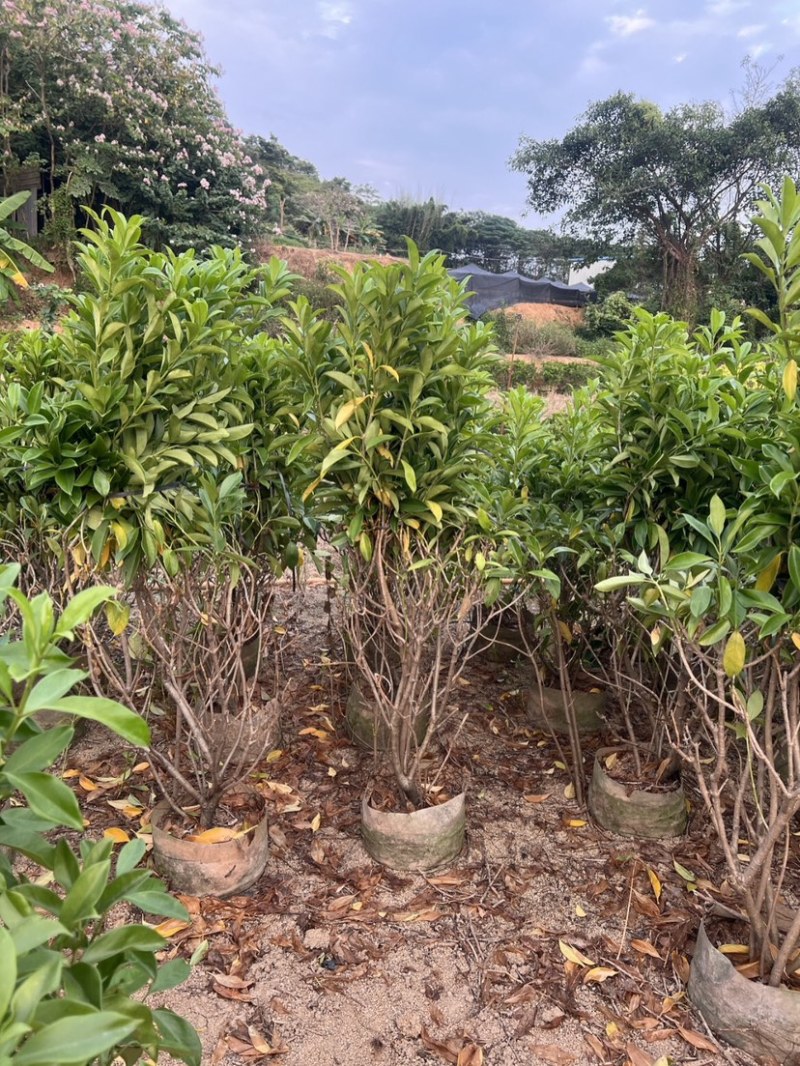 复绿非洲茉莉基地直销规格齐全质量优欢迎来电咨询合作