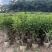 复绿非洲茉莉基地直销规格齐全质量优欢迎来电咨询合作