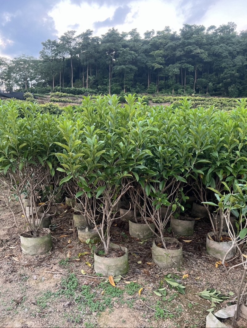 复绿非洲茉莉基地直销规格齐全质量优欢迎来电咨询合作