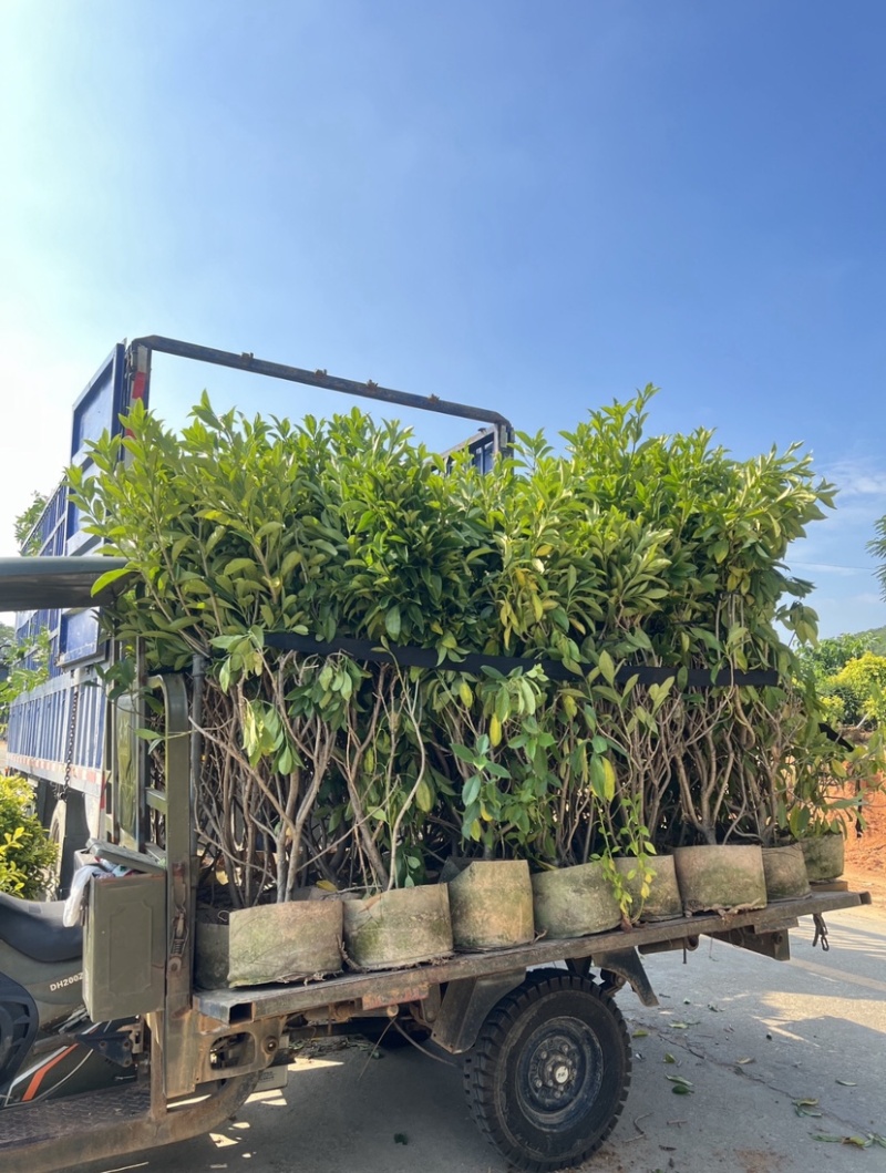 复绿非洲茉莉基地直销规格齐全质量优欢迎来电咨询合作
