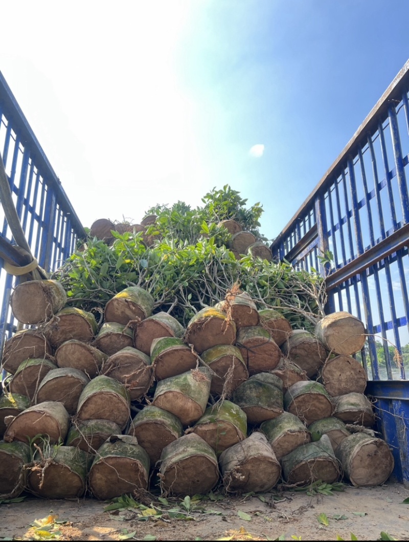 复绿非洲茉莉基地直销规格齐全质量优欢迎来电咨询合作