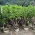 复绿非洲茉莉基地直销规格齐全质量优欢迎来电咨询合作