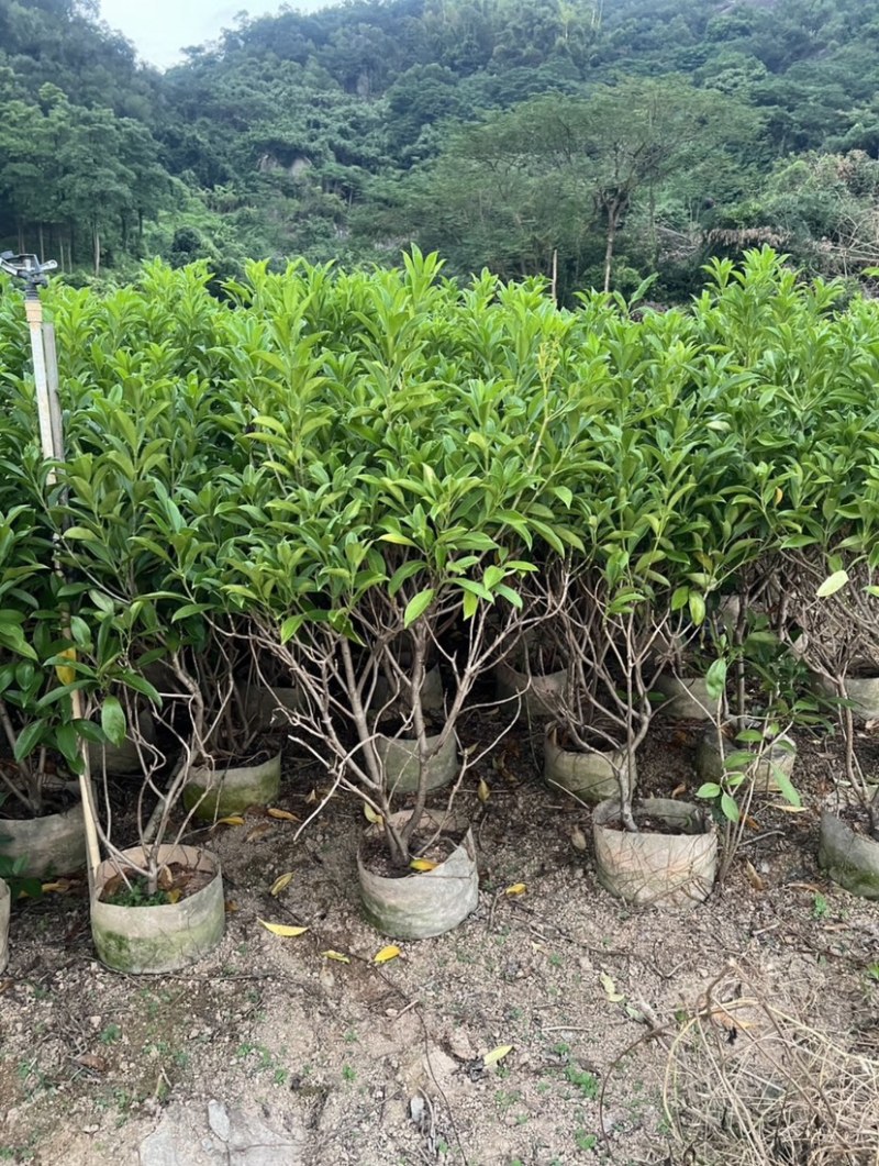 复绿非洲茉莉基地直销规格齐全质量优欢迎来电咨询合作