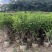 复绿非洲茉莉基地直销规格齐全质量优欢迎来电咨询合作