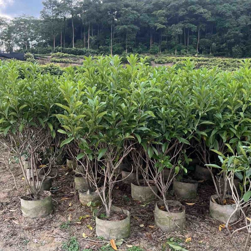 复绿非洲茉莉基地直销规格齐全质量优欢迎来电咨询合作